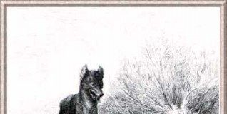 A propos du refus de la médiation en cours de procédure judiciaire