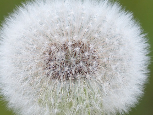 dandelion-116440_640